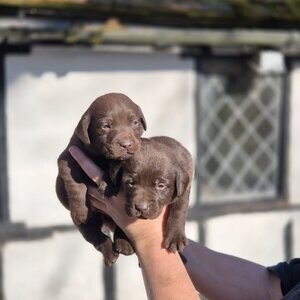 KC Labradors | PostAds PH