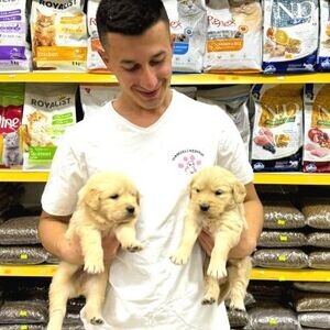 Golden Retriever Puppies | PostAds PH