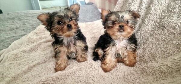 Yorkshire terrier puppies