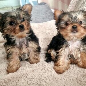 Yorkshire terrier puppies | PostAds PH