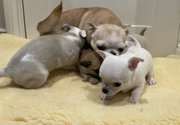 Apple head Chihuahuas