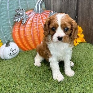 Cavalier King Charles Spaniel | PostAds PH