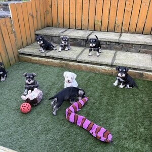 Miniature schnauzer | PostAds PH