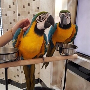 Macaws Birds | PostAds PH