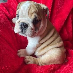 English Bulldogge Puppies | PostAds PH
