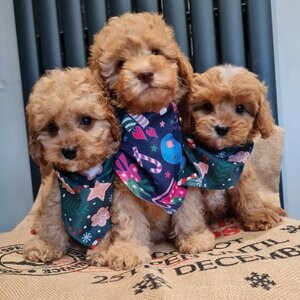 F1b Cavapoo Puppies homebred | PostAds PH