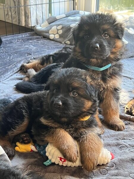 German Shepherd puppies