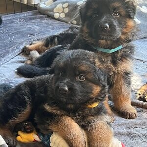 German Shepherd puppies | PostAds PH