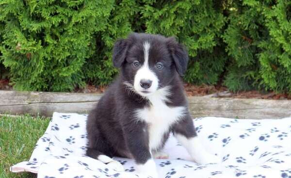 border collie puppys