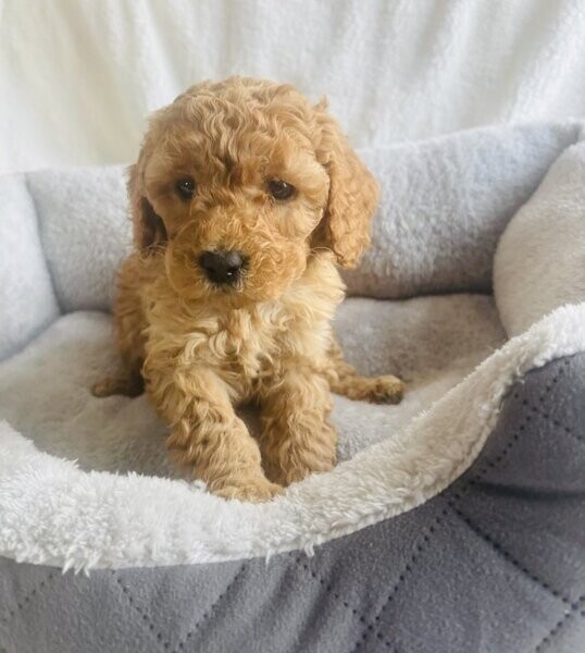 Toy red cockapoo puppies
