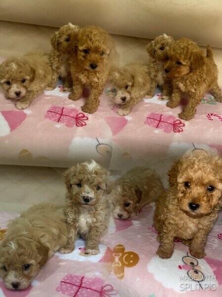 Cute Maltipoo