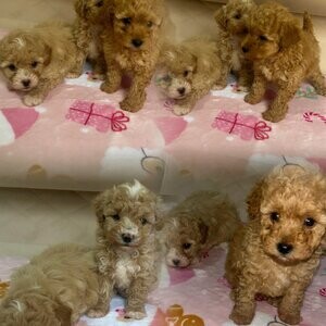 Cute Maltipoo | PostAds PH