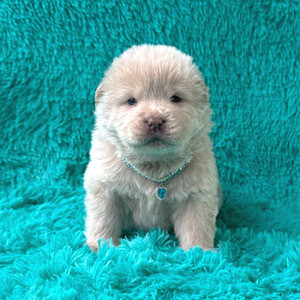 pure chow chow puppies | PostAds PH