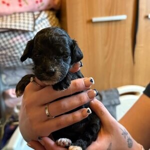 Cockapoo puppies | PostAds PH