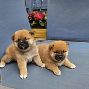 Japanese Shiba Inu puppies | PostAds PH