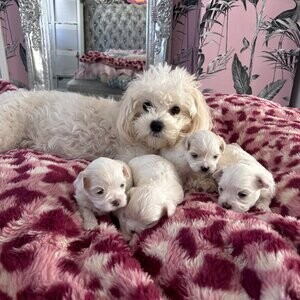 KC registered Maltese | PostAds PH