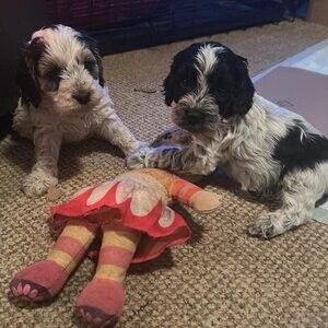 Stunning Cockapoo’s | PostAds PH