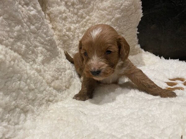 Perfect miniature cockerpoo babies