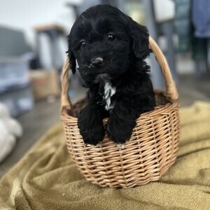 F1 American Cockapoo girls | PostAds PH