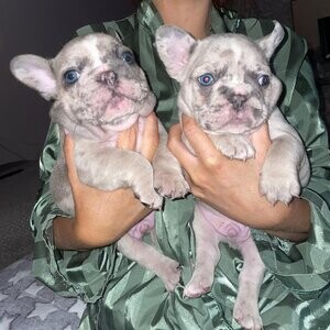 French Bulldog (Mia and Spotty) | PostAds PH