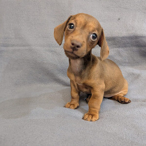 Dachshund puppies for sale | PostAds PH