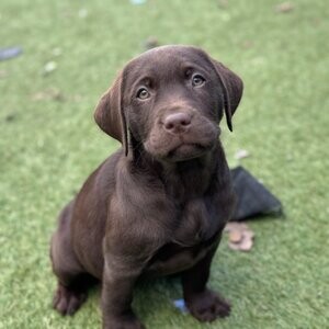 Labrador Retriever | PostAds PH
