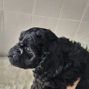 Stunning cocker poo puppies reduced | PostAds PH