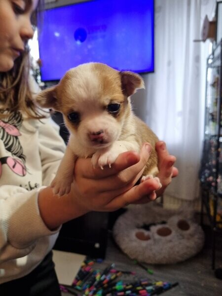 Apple head Chihuahuas