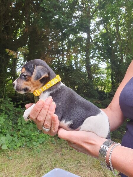 Beautiful Jack Russell Pups