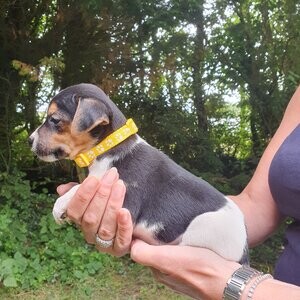 Beautiful Jack Russell Pups | PostAds PH