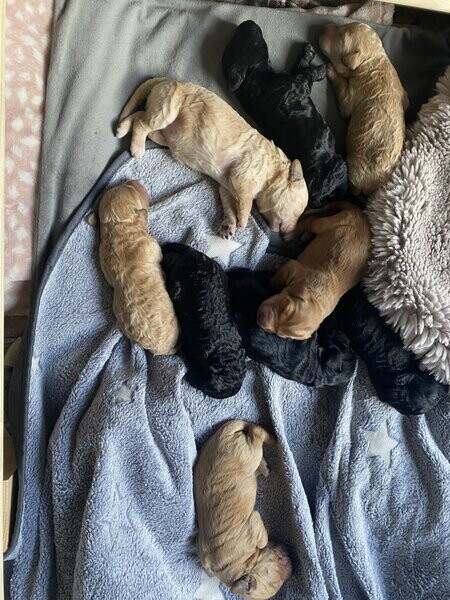 Cockapoo pups -mixed litter