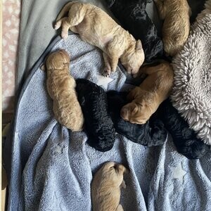 Cockapoo pups -mixed litter | PostAds PH