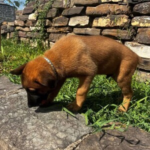 Beguim malinois | PostAds PH