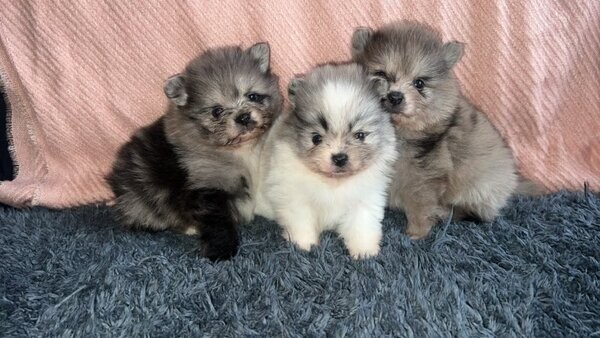 Pomeranian puppies
