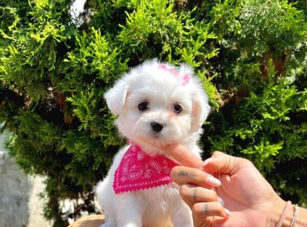 Cute Maltipoo