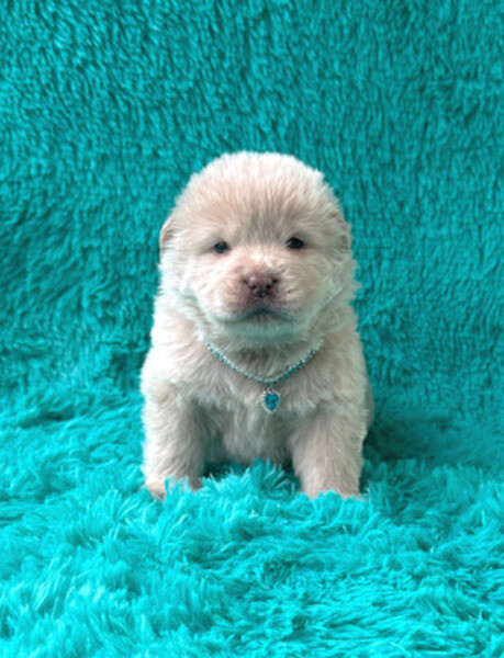 pure chow chow puppies