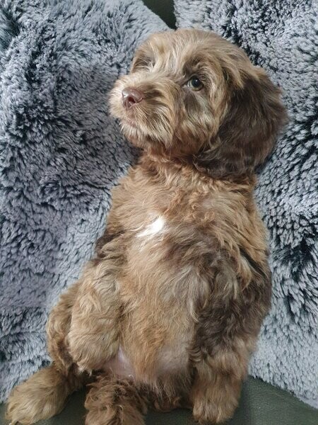 F2 Chocolate Merle Cockapoos x3 Girls