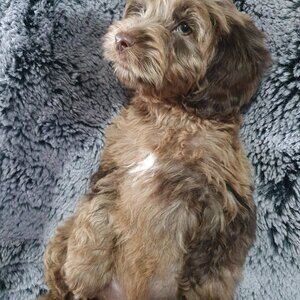 F2 Chocolate Merle Cockapoos x3 Girls | PostAds PH