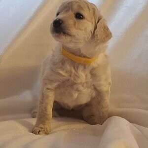 Cockapoo's- 7 Females | PostAds PH