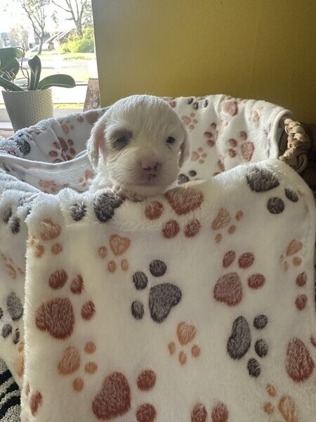 Gorgeous F2 Cockapoo Puppies