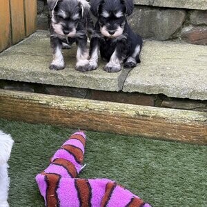 Miniature schnauzer | PostAds PH