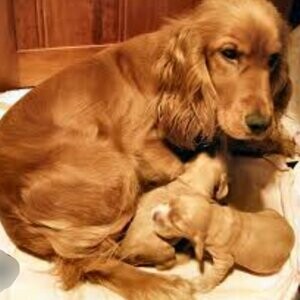 F1 beautiful Cockapoo babies | PostAds PH