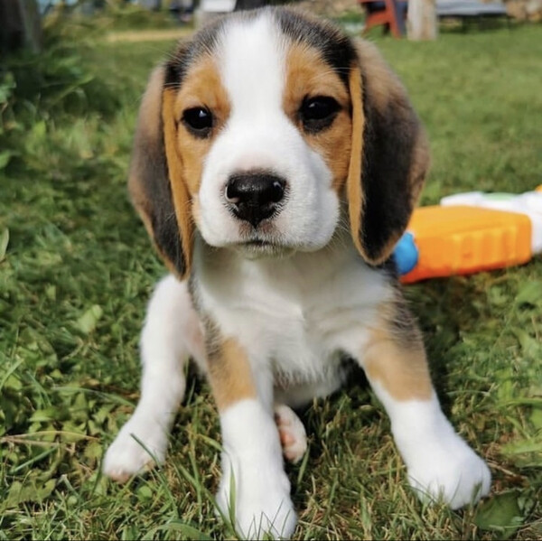 Stunning Beagle Puppies