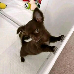Teacup Chihuahua available | PostAds PH