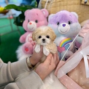 Available for adoption message if interested All our puppies are: | PostAds PH