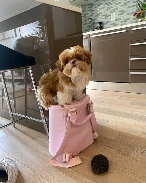 Teacup shih Tzu So CUTE 