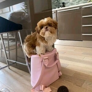 Teacup shih Tzu So CUTE | PostAds PH