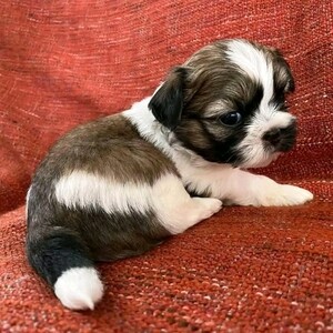 Teacup Puppies | PostAds PH