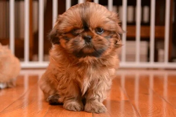 Shih Tzu Puppies for Adoption. Available 