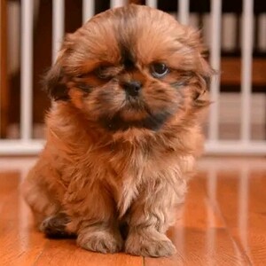 Shih Tzu Puppies for Adoption. Available | PostAds PH